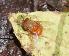 Calliphora ochracea