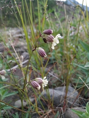 Silene paucifolia