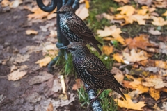 Sturnus vulgaris