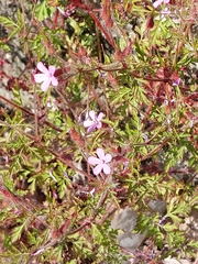 Geranium robertianum