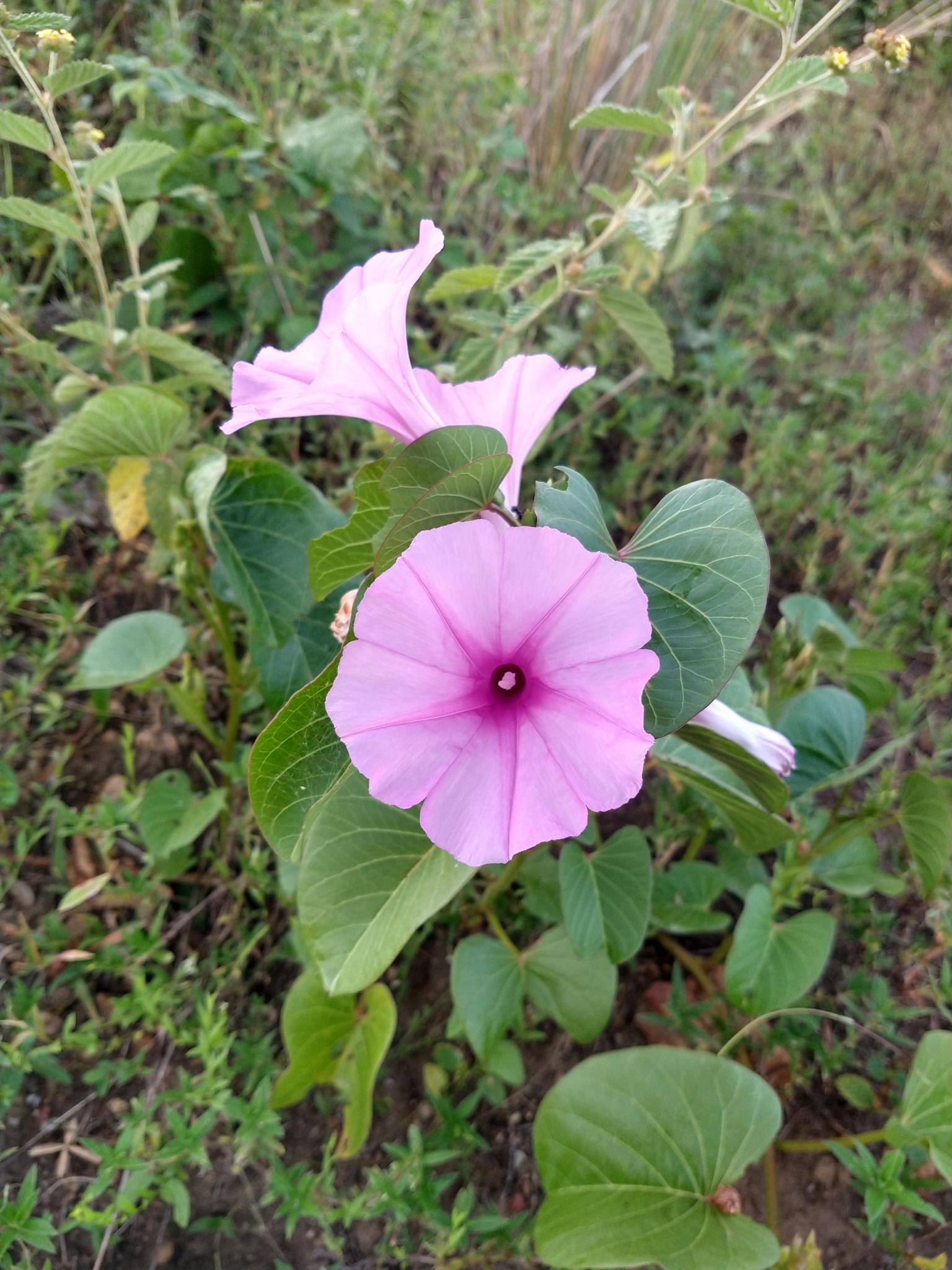Ipomoea asarifolia