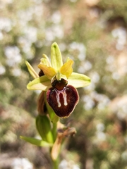 Ophrys sphegodes atrata
