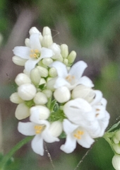 Galium glaucum