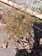 Geranium robertianum