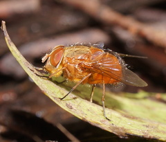 Calliphora ochracea