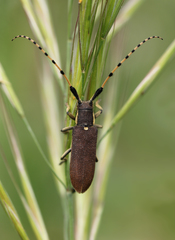 Agapanthia annularis