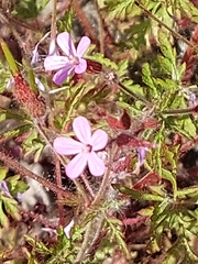 Geranium robertianum