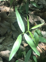 Orbexilum pedunculatum