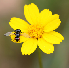 Ulidia apicalis