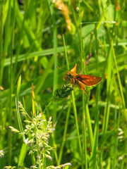Ochlodes sylvanus