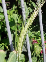 Hordeum distichon