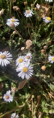 Felicia muricata