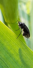 Phymatocera aterrima