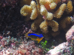 Chrysiptera leucopoma