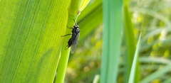 Phymatocera aterrima