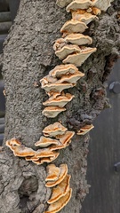 Inonotus mikadoi