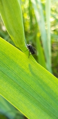 Phymatocera aterrima