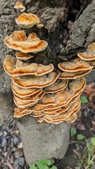 Inonotus mikadoi