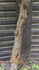 Inonotus mikadoi