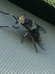 Tabanus trimaculatus