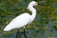 Egretta thula image