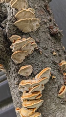 Inonotus mikadoi