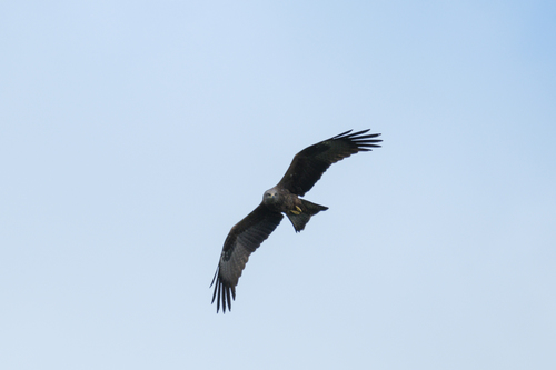 Milano negro (Milvus migrans)