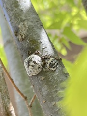 Eulecanium cerasorum