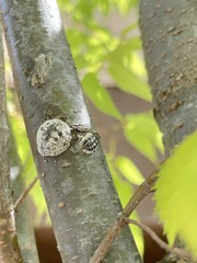 Eulecanium cerasorum