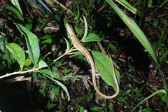 Takydromus formosanus