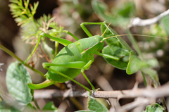 Isophya pyrenaea