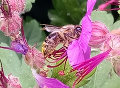 Apis mellifera