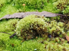 Leucobryum juniperoideum
