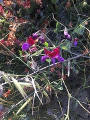 Lathyrus odoratus