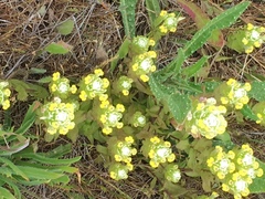 Castilleja ambigua insalutata