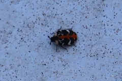 Anthrenus scrophulariae