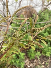 Magnoliopsida