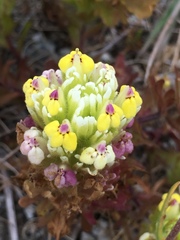 Castilleja ambigua insalutata