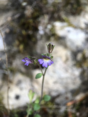 Chaenorhinum origanifolium origanifolium