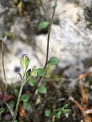 Chaenorhinum origanifolium origanifolium
