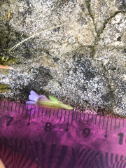 Chaenorhinum origanifolium origanifolium