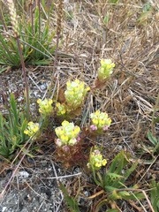 Castilleja ambigua insalutata