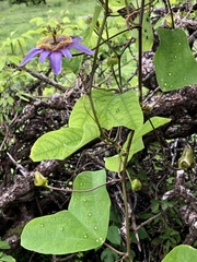 Passiflora bicornis