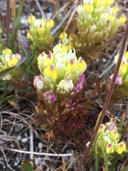 Castilleja ambigua insalutata