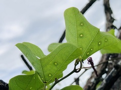 Passiflora bicornis