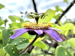 Passiflora bicornis