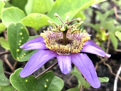 Passiflora bicornis