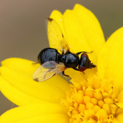 Ulidia apicalis