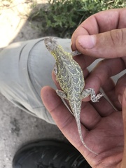 Holbrookia subcaudalis