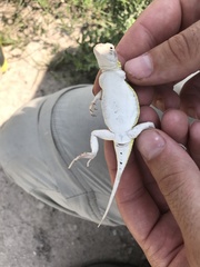 Holbrookia subcaudalis